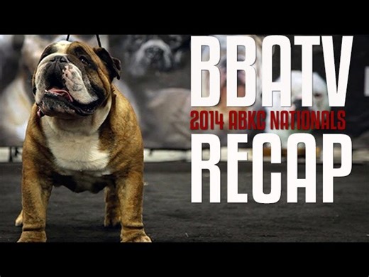 American Bully Kennel Club Nationals highlights 2014