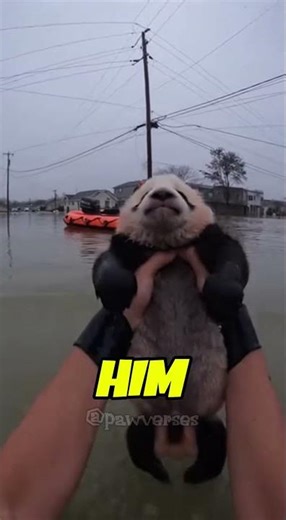 Panda Chained Underwater for 10 Minutes... 🐼 I Almost Didn't Make It 😭😱 #animalrescue #panda