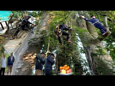 Cưa Cây Gòn To Nhiều Trái Um Tùm, Gần Chùa 3 Cô, Ngay Nhà, Ngay Dây Điện, Cưa Kỹ Thuật, 424