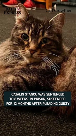 A delivery driver avoided an immediate jail term after abducting a pet cat from a garden 🔴
