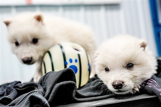 Those Dire Wolves Aren’t an Amazing Scientific Breakthrough. They’re a Disturbing Symbol of Where We’re Heading.