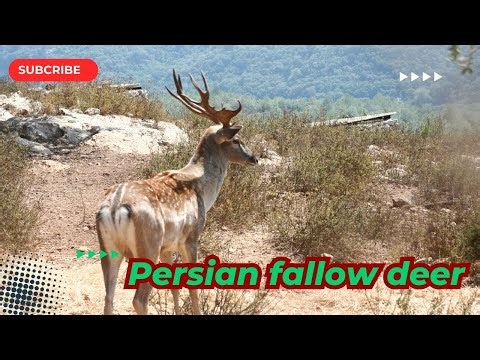 The Persian Fallow Deer: A Comeback Story from Extinction to Hope