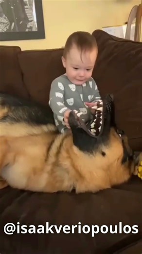 Ο σκύλος επιθυμεί να κοιμηθεί, αλλά το μωρό έχει άλλα σχέδια #voiceover #pets #funny #animals #dog