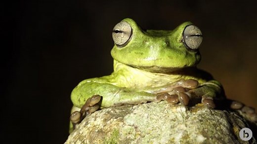 Healthy frogs can mysteriously reverse their sex