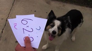 ADVANCED MATH FOR DOGS! ➕✖️➗🐾 Does your dog know how to do this?!? This is such a fun and crowd-pleasing trick. And, it’s really not that difficult to teach! Check out my Instagram page to see the earlier steps of teaching this! 😜 https://instagram.com/p/BnlplULAwoz/ 🌟 Or, you can find this full video with detailed instructions by searching on my YouTube channel! 📓✏️🔢🐶🤩 | Zak George