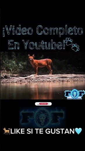 How the incredible Dhole survives