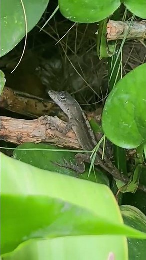 Tiny wild Anole & tree frog sounds Playa del Carmen Mexico lizard life #nature #garden #yard #city