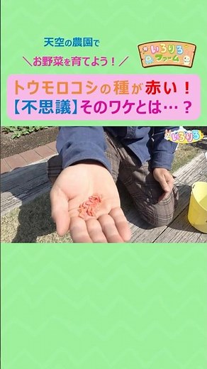 【ytvいろりろ】 #トウモロコシ の種まき🌽 #種 が赤い❗️そのワケとは❓種のまき方にもポイントあり👏どんな形の芽が出てくるのかな～🤩