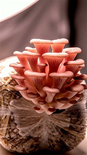 Growing Pink Oyster Mushroom Time Lapse – 15 Days