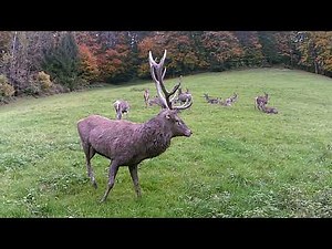 un Cerf et ses Biches !