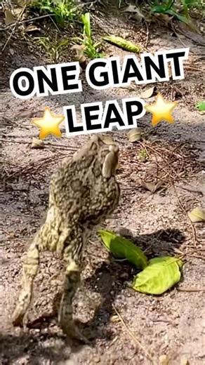 Raucous Toad —the loud voice of rainy nights in SA gardens. #RaucousToad #wildlife #southafrica