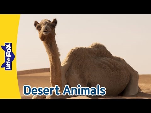 Fascinating Desert Animals | Camels, Geckos, Ostriches, and More l Meet the Animals l Little Fox