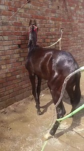 Horse riding. | GOAT TV