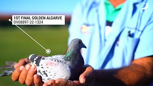 104K views · 5.7K reactions | Special video on the Algarve Golden Race final race day. The video shows the atmosphere while waiting for the pigeons, the arrival of the first 3 pigeons and also the top 3 winning pigeons in close-up. | PIPA | Facebook