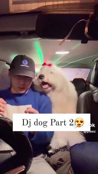 Part #2 #pawz #edm #pets #danceparty | pet dance