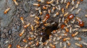 The termite on the ground is searching for food to feed the larvae in the cavity.