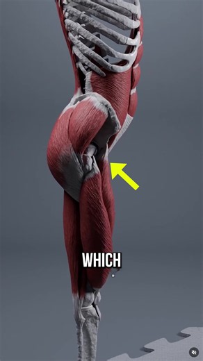 Want one on one help fixing your body? Check the link in my bio. Credit to @Anatomy of Motion for the visuals!