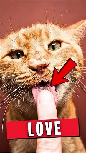Why Do Some People Like Cats More Than Dogs
