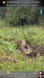 19 UNSEEN Animal Moments You MUST See! 👀⚡ WILD ZOOM #animals #animalclips #wildlife | FOOD TODAY
