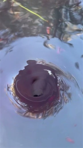 Amazing Water Vortex Experiment!? #whrilpool #experiment #experiments #vortex #waterexperiments