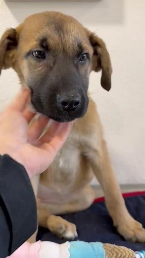Anna - Hunde in Not aus dem Tierschutz - suchen ein Zuhause