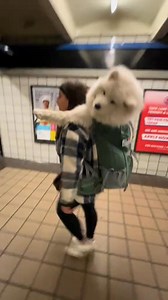 That head bobble 💜 #dog #newyork #samoyed #puppy #nyc #subway #doglover | Lumi LumiBear Samoyed