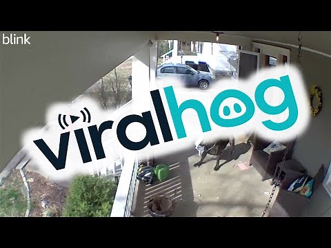 Dog Breaks Through Front Door and Chases Delivery Guy || ViralHog