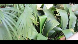 有问有答第26期:移动4G究竟有多快?信号好吗?