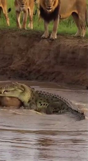 Lion vs Crocodile: The Most Brutal River Ambush Caught on Camera!