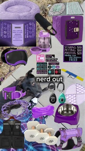 #dog #doggear #purple #dogtraining #cooldog #dogstuff #capcut #capcutedit #foryou #fypシ