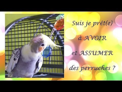 [Conseils] SUIS-JE PRÊT(E) À AVOIR ET ASSUMER DES PERRUCHES | Coûts, entretien, jeux, durée de vie