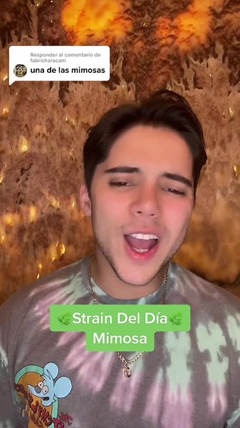 Mimosa: Strain del Día con Efectos Energizantes