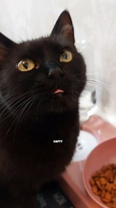 Cat math explained! Part 1 😤 . . . . . . . . . . . . . . . . #kittytheduchess #blackcatsofinstagram #cats #catsagram #catlover #crazycat #funnycats #funnyvideos #funnycatvideos #catfood #math #comedy #joke #catsofinsragram #funnyreels #catmemes #dailymemes #memehub #catifea #blackcatsclub #catsclub . . . . . . . =================== Audio TT: 👉@roro.cat =================== | Kitty.TheDuchess