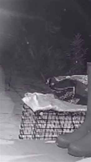 Whilst the world was celebrating New Year’s Eve? A cat named Bella silently crept into a garden in search of food. What she didn’t realise was the food had been placed there intentionally together with a humane cat trap and a few minutes later Bella was safely back in the arms of her family. Which brought to a close our last Investigation of 2025. An investigation where two house cats, highly stressed by a recent house move both fled their new home on the same night. With the help of our amazing