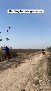 Hunting for mongoose 🦡 #mongoose #farming #hunting #forest | Farmer hunter