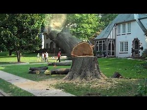How Workers Cut Down a Hundred-Year-Old Oak Tree – Modern and Powerful Machines