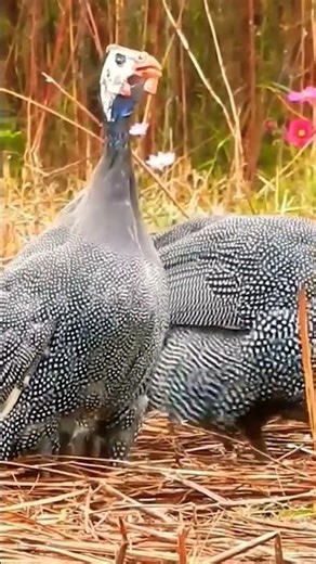 deferent sound for geeni Hane #bird #shortvideo