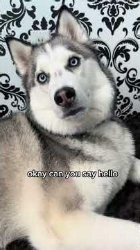 dogs talking compilations #dogs #dog #shorts #viral