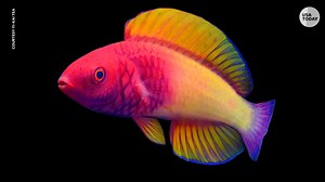 New rainbow-colored fish species discovered off Maldives coast