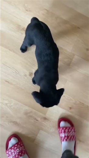 Week 2 and 3 of training my lab puppy