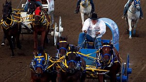 Chuckwagon racing 101: why it's OK to ask what a wheeler is