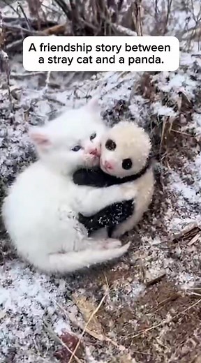 A friendship story between a stray cat and a panda. #panda #cat #animalrescue #rescueanimals #animallover | Fuzzyfurtales