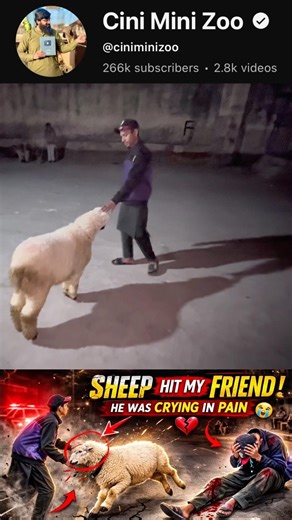 sheep attack 😨cinimini zoo #shorts #viralvideo #shortvideo