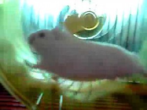 Smiling Hamster Running in Slow Motion in Wheel.