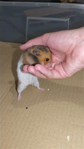 Cutest Hamster Chase Ever! 🐹 Spam's Tube Running Trick! 🌟💖