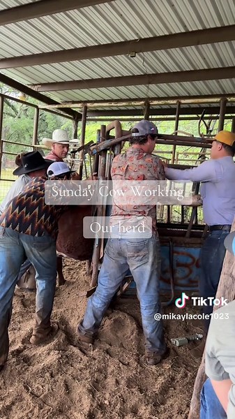 Understanding Palpating: A Guide to Checking Cows for Breeding