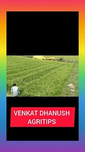 Paddy Rice pulling Technique #venkatdhanushagritips #tnagriculture #indianagriculture #farming #farmermarket | Venkatesan Palanivel