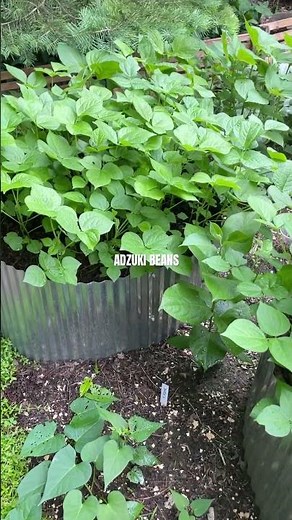 Well Growing Adzuki Beans