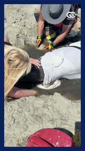 Tracking data shows rescued dolphin still swimming near Matlacha on Florida's Gulf Coast