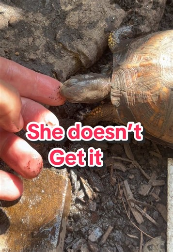 Me: “This is food.” Me: “This is NOT food.” Splinter: 👁️👅👁️ I see no difference I tried to teach Splinter the difference between a nightcrawler and my finger… She failed the lesson but passed the confidence test 😂🐢 Zero hesitation. Zero remorse. Still cute though. Reptile parents… you already know. #EasternBoxTurtle #petreptile #TurtleTok #ReptileTok #FunnyAnimals